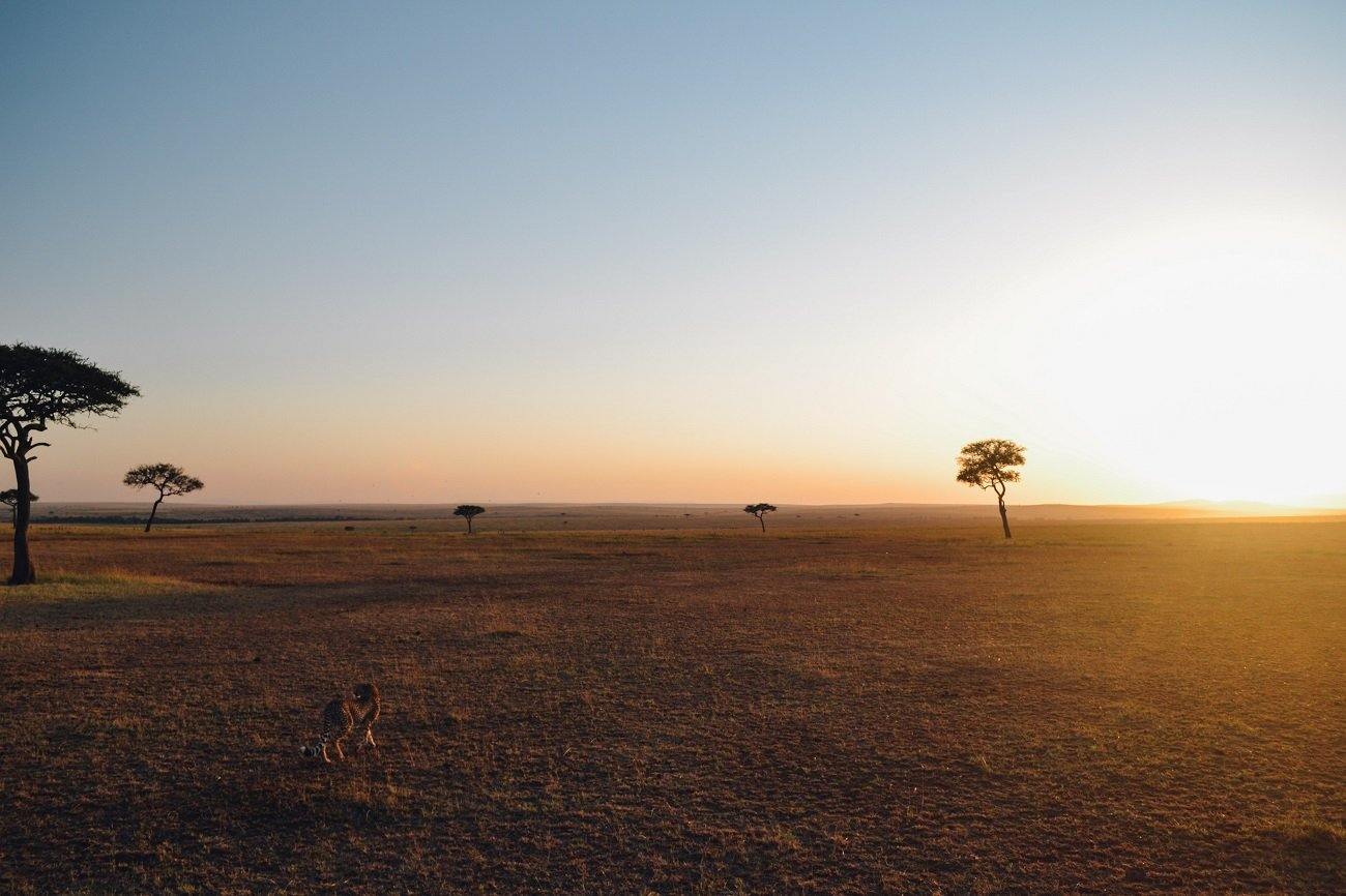 Tips for Going on a Safari in the Serengeti National Park - TingaTinga African Art