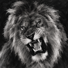 A black and white painted portrait of a roaring lion filling the frame.