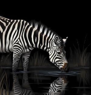 African painting of  a Zebra drinking water with a dark background