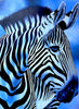African painting of a zebra for sale